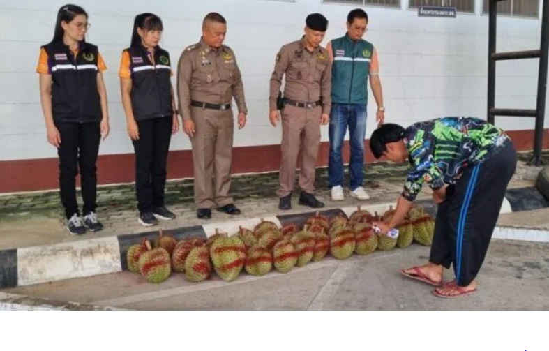 Bakal Rusak Citra Thailand, 3 Ton Durian Dimusnahkan